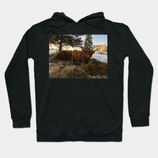 Scottish Highland Cattle Cows 2222 Hoodie